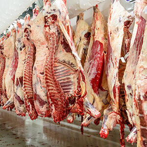 WHOLE BEEF CARCASS